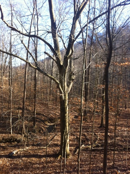 American Beech